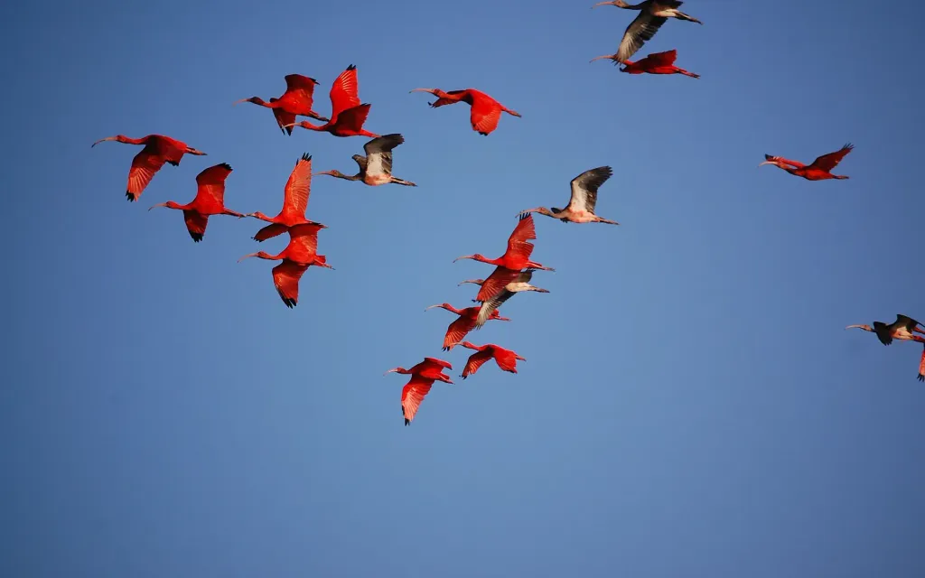 Área de Proteção Ambiental Delta do Parnaíba