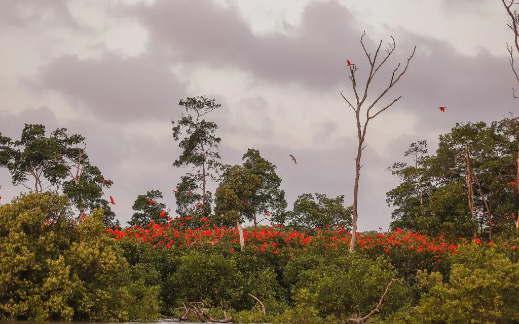 Área de Proteção Ambiental Delta do Parnaíba