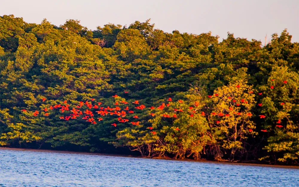 Área de Proteção Ambiental Delta do Parnaíba