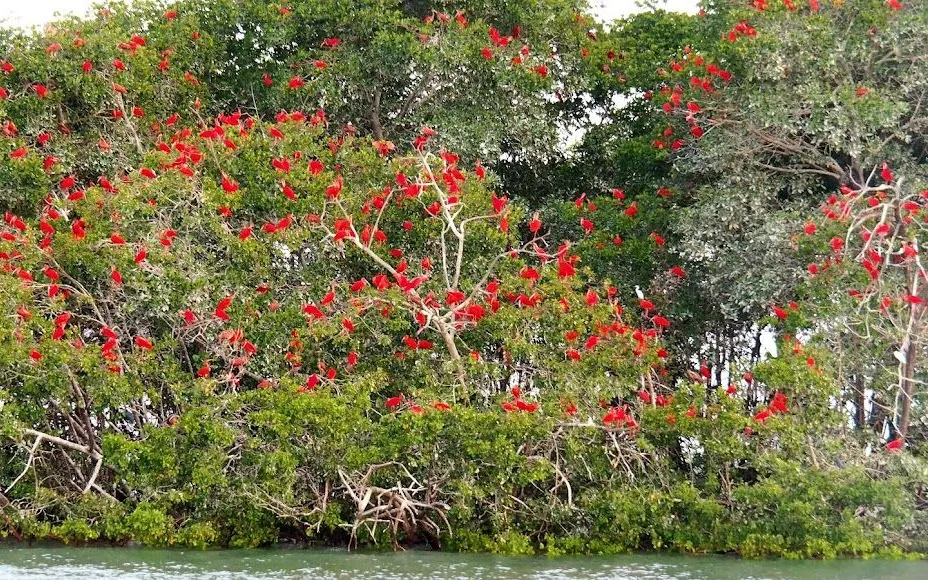 Delta do Parnaíba no Piauí - foto 2