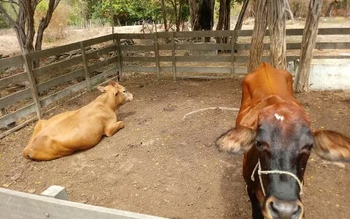 Fazendinha Bernard´s em Altos - foto 4