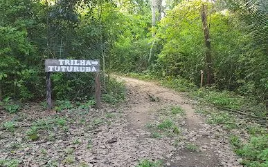 Floresta Nacional de Palmares em Altos - foto 4