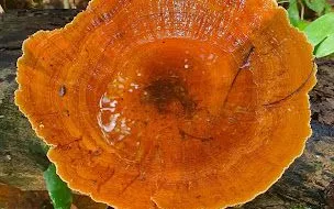Floresta Nacional de Palmares em Altos - foto 5