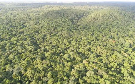 Floresta Nacional de Palmares em Altos - foto 2