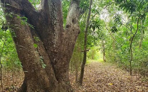 Floresta Nacional de Palmares em Altos - foto 3