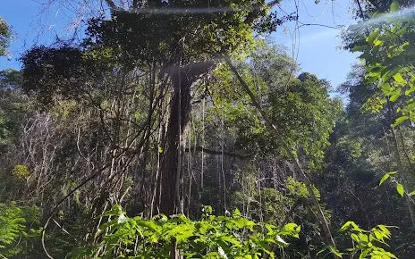 Floresta Nacional de Palmares em Altos - foto 1