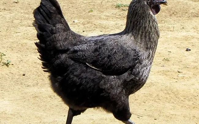 Galinha canela preta em Valença do Piauí - foto 2