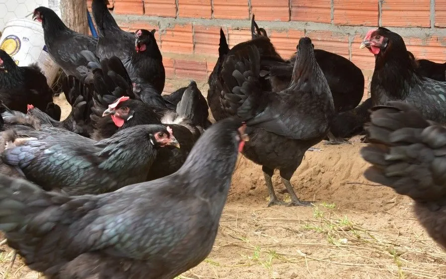 Galinha canela preta em Valença do Piauí - foto 1