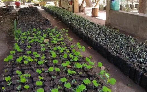 Jardim Botânico de Teresina em Teresina - foto 4